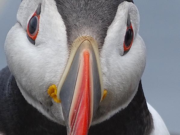 Wildlife Photographer of the Year photo by Evie Easterbrook