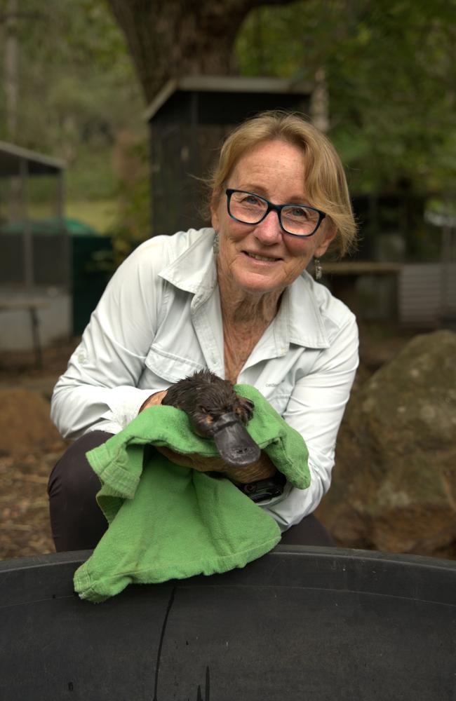 Trish Lee-Hong has been working to get Torpedo back into the wild after the platypus found near-starved and drowned in a Brisbane storm drain. Picture: Christine Schindler