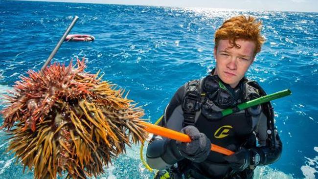 Scientists sniff out way to lure reef-killing crown-of-thorns