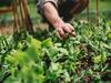 Veg at home: how to grow your own