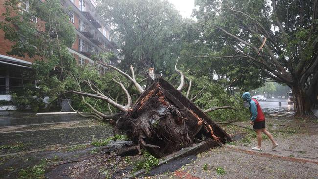 A local checks out a large tree down in Teneriffe. Picture: Annette Dew