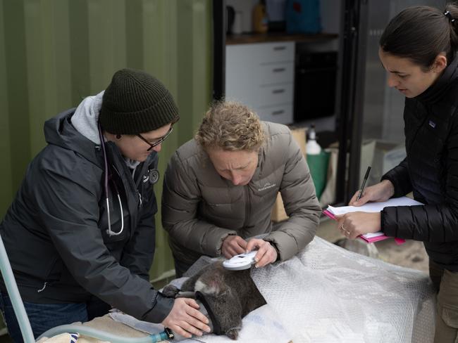 Dr Jelaena Vakcevic, Dr Karen Ford and Murraya Lane continuing koala research near Two Thumbs after devastating fires. Picture: James Walsh at The Australian National University