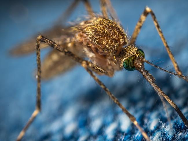 State‘s first mozzie virus death as cases rise