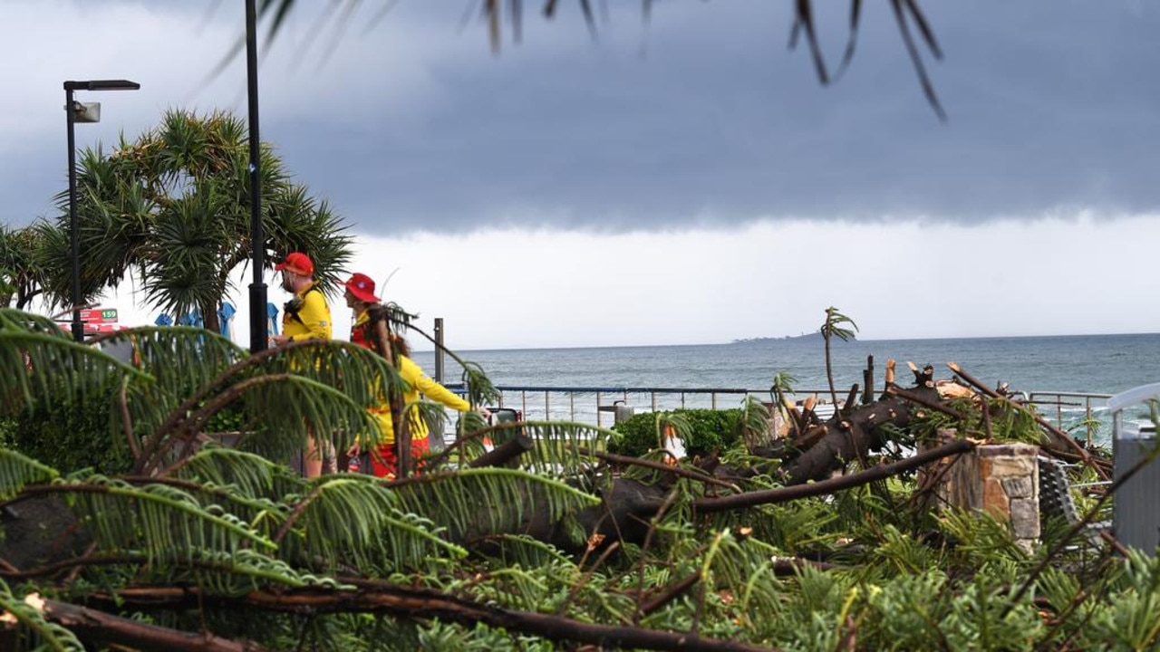 A large Norfolk pine crashed down near the Alex Surf Club.