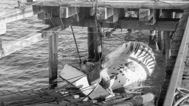 Historic: Whaling Byron Bay in the 60's A whale is winced out of the water. Picture: The Northern Star Archives