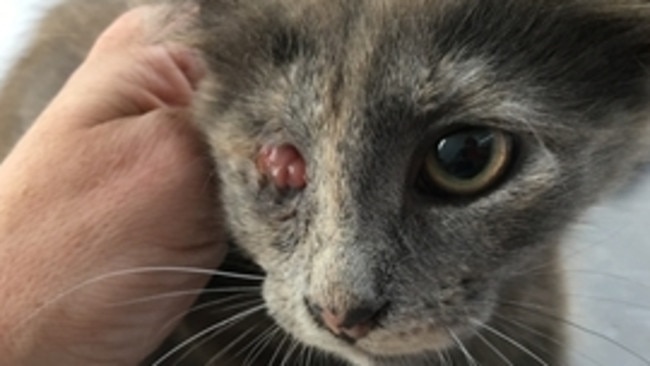 Cherry was left for weeks without treatment of a punctured eyeball. She was seized by the RSPCA and was rushed into surgery. Picture: RSPCA.