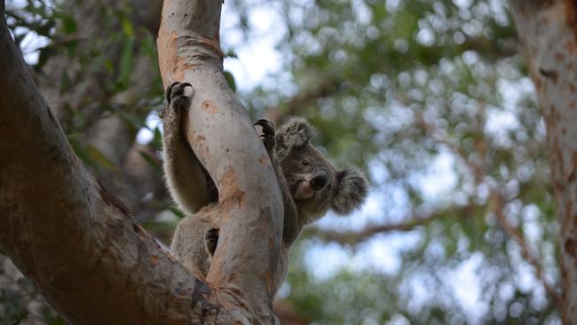 TIMELY REMINDER: Dave Wood took this photo of a healthy koala napping in a property on Sawtell Road near the Linden Avenue intersection last Thursday.