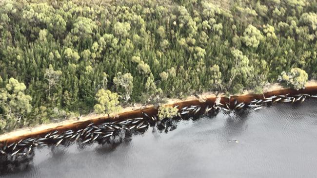 An aerial view of the mass whale stranding in Strahan on September 21, 2020. Picture: PATRICK GEE