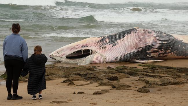 A whale washed up along 13th Beach near Barwon Heads. Picture: Alison Wynd