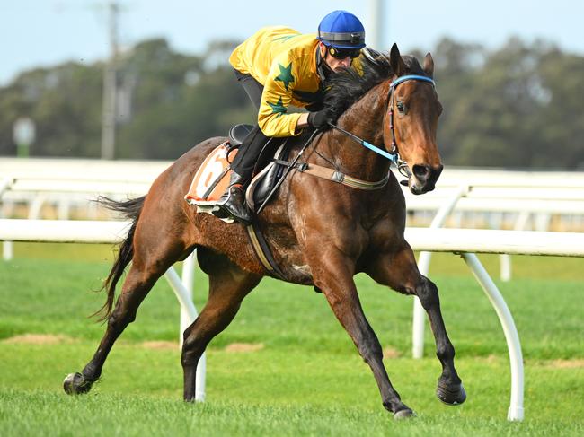 CRANBOURNE, AUSTRALIA - AUGUST 26: Blake Shinn riding Estriella winning heat seven during barrier trials at Cranbourne Training Centre on August 26, 2024 in Cranbourne, Australia. (Photo by Vince Caligiuri/Getty Images)