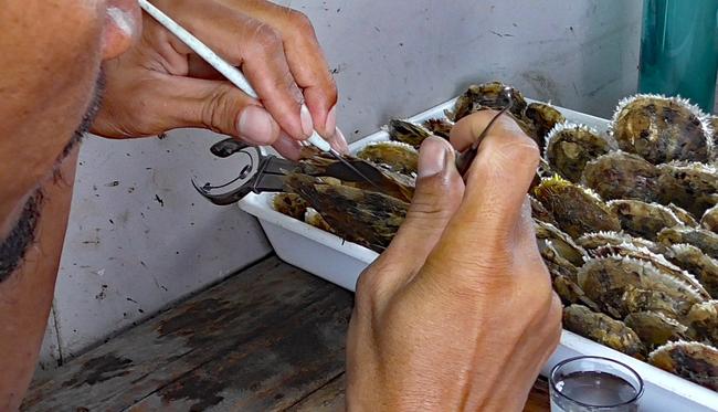 Seeding the oysters is a delicate and painstaking operation.