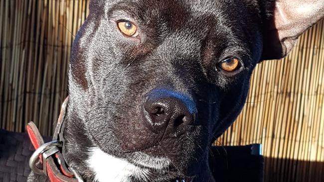 Leo (a Pitbull X Staffy). Picture: Wayne Dawson / Supplied