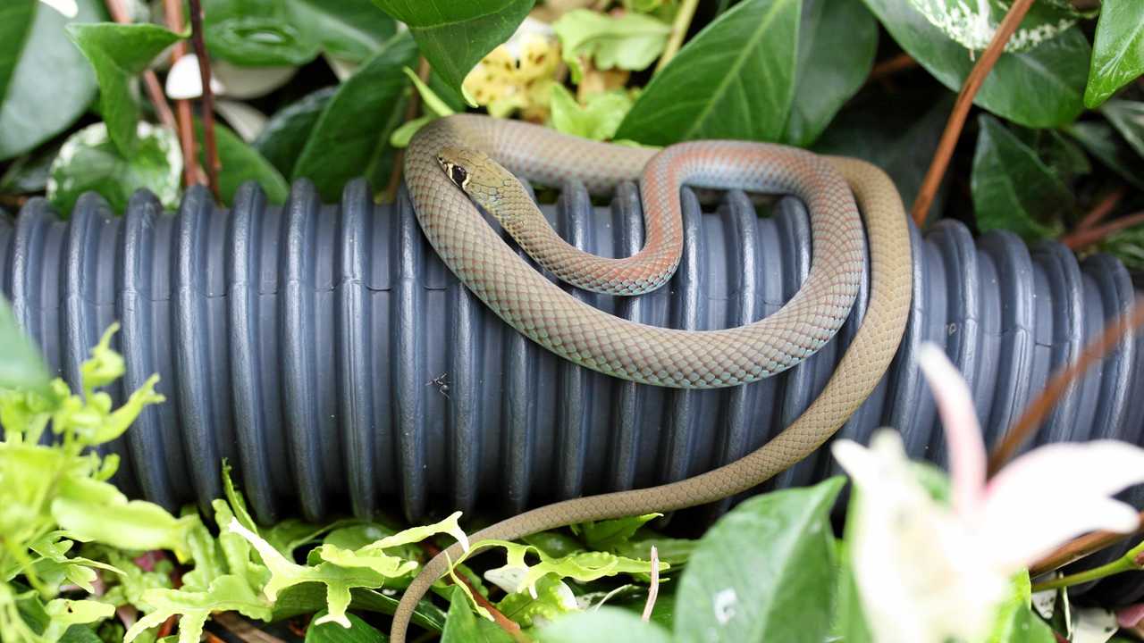 Sydney Wildlife Rescue  Who can remove a snake from my garden or house?