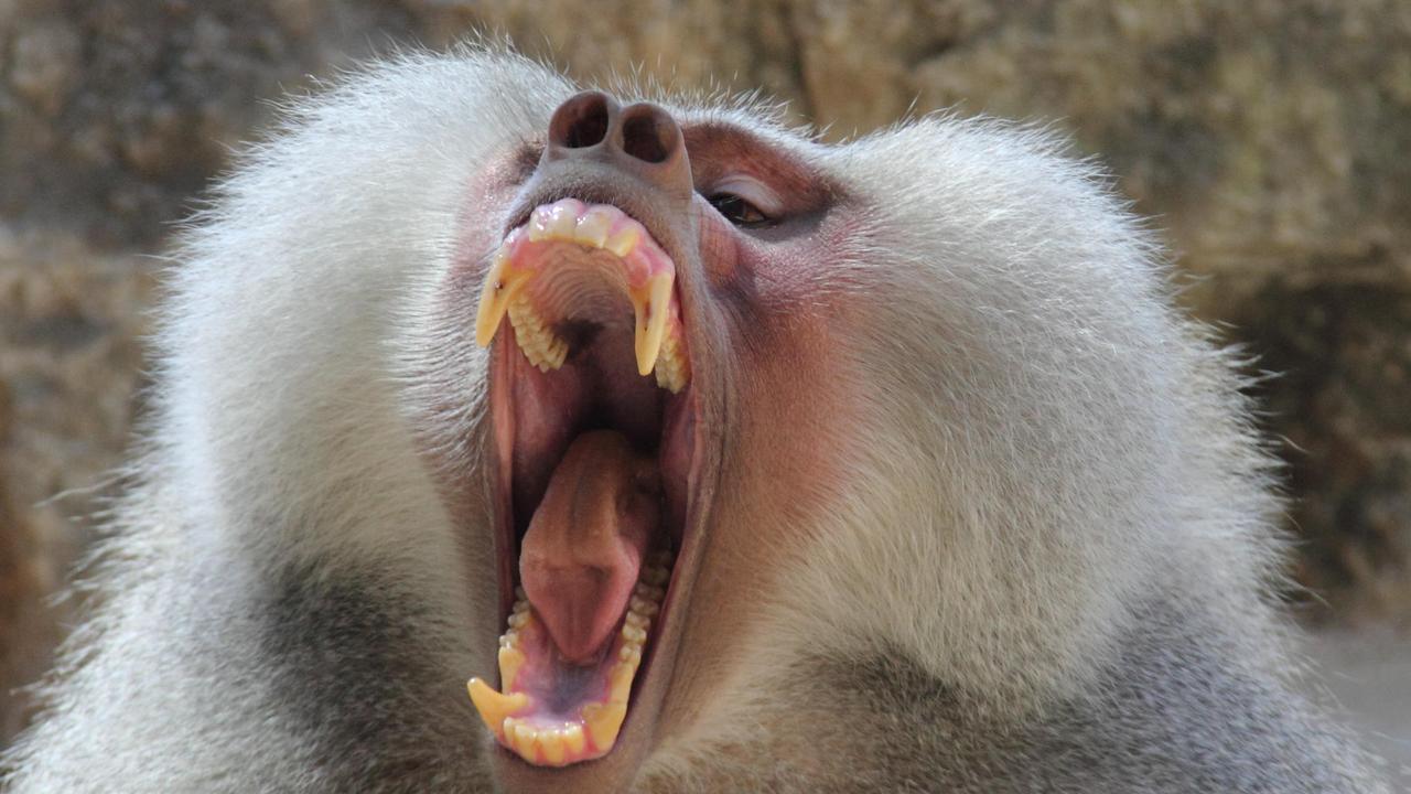 Luke Donald frightened by giant baboon at South African golf tournament ...