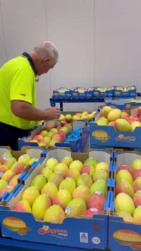 Northern Territory mangoes destined for export to Asia