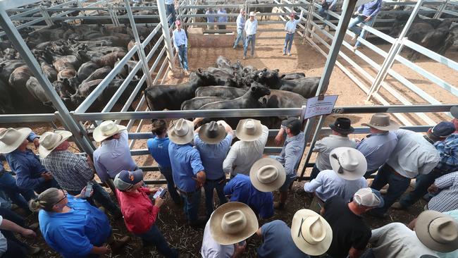 Buyers line the rails at a Wodonga weaner sale. Picture: Yuri Kouzmin