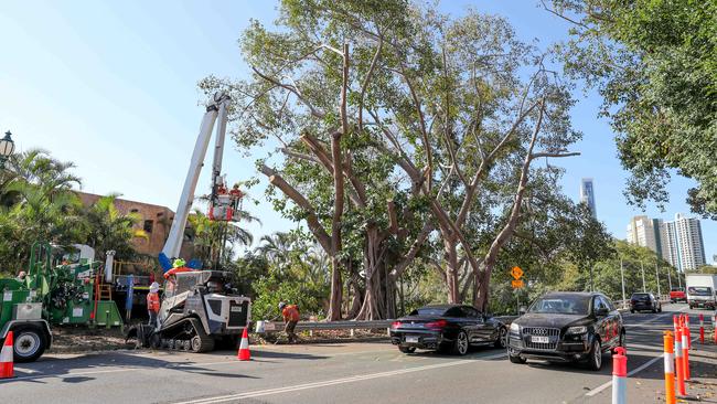 The start of work on tree removal. Picture: Tim Marsden.