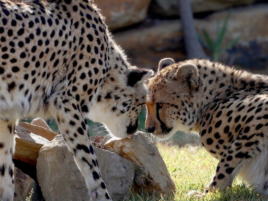 First look at the lion and cheetah enclosures inside Sydney Zoo in Bungarribee in Sydney's west, the first zoo to open in Sydney in over 100 years. Male Cheetahs Akiki and Obi get familiar with their new surrounds. Picture: Toby Zerna