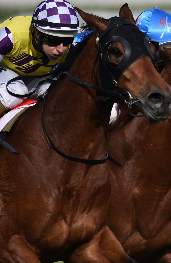 Sacred Elixir takes out the Caulfield Guineas Prelude late last month. Picture: AAP