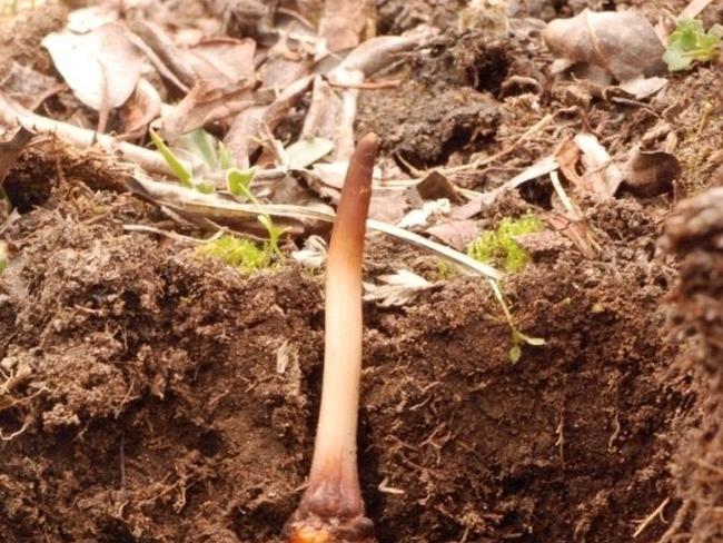 The Tibetan caterpillar fungus, otherwise known as Ophiocordyceps Sinensis, has been considered a delicacy and status symbol of the elite for more than five centuries.