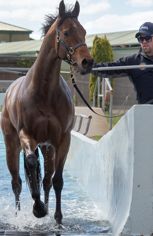 Everest runner Viddora with trainer Lloyd Kennewell. Picture: Jay Town