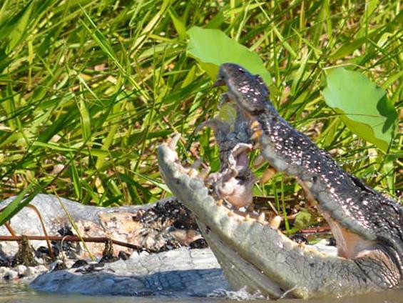 A 4m croc was captured feasting on another croc at Corroboree Billabong on Saturday. Picture: Shane Buzz Bailey