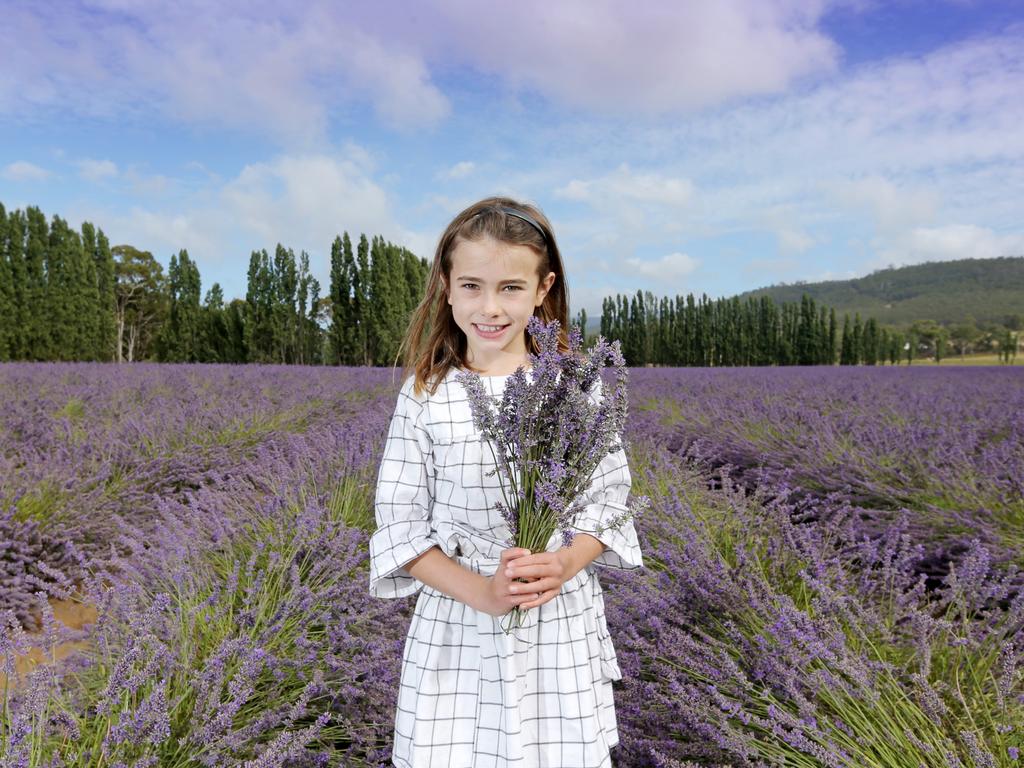 Riley Bain, 8, explores the Lavender field at Essential Oils of Tasmania at Margate. Picture: PATRICK GEE