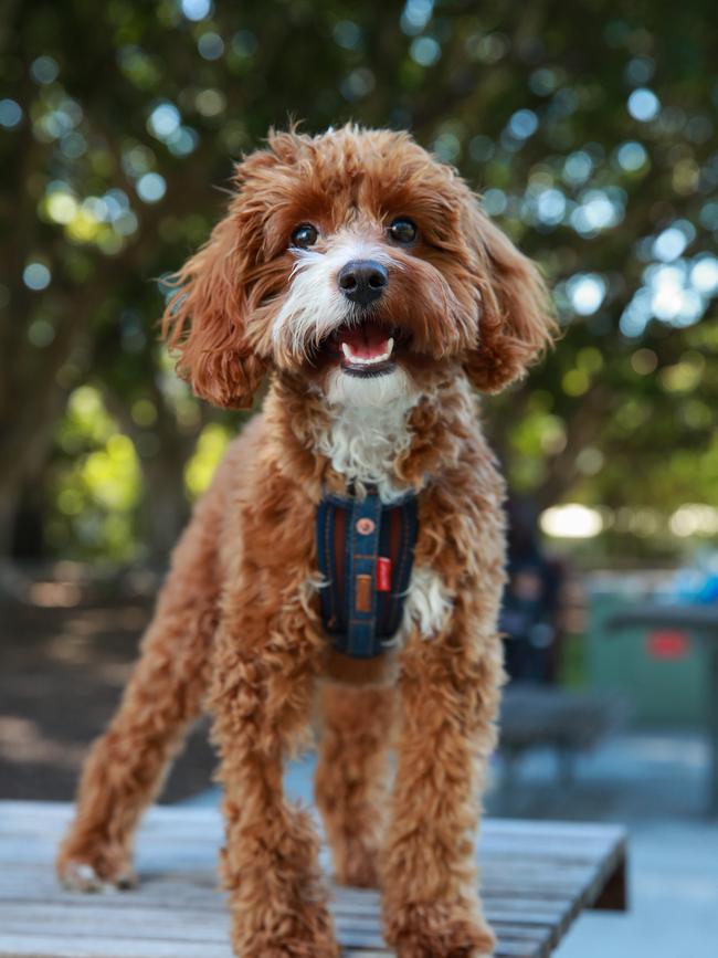 Cavoodles are among breeds targeted by scammers. Picture: Justin Lloyd