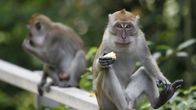 Monkeys banned from eating bananas at Devon zoo, The Independent
