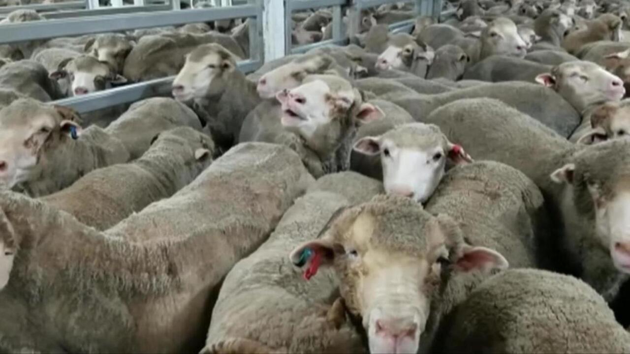 ‘Massive anger’: WA farmers protest live sheep export ban