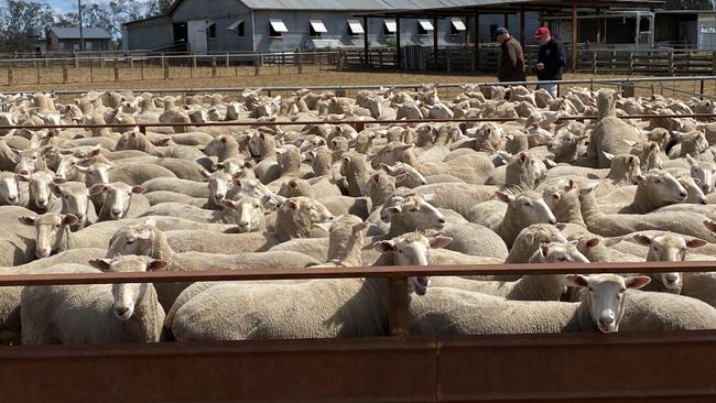 Some of the Gnadbro first cross progeny that are sold each year from the Bruckners operation.