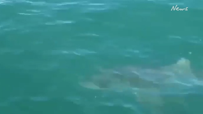 Sharks circle boat in Moreton Bay