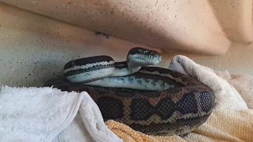 A couple was shocked to find a snake had snuck onto their boat at Redland Bay. Picture: Redland's Snake Catcher