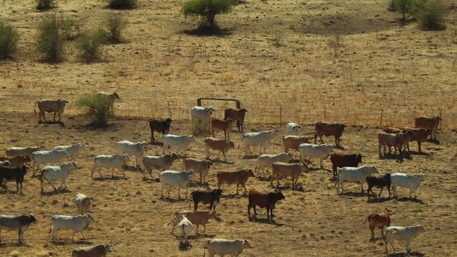 Gina Rinehart has turned cattle queen, falling in love with the romance of the outback.