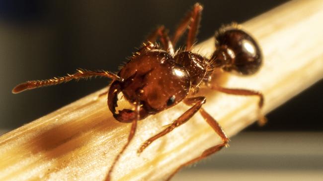 Fire ants are dark reddish-brown with a darker black-brown abdomen and are from two to six millimetres long.