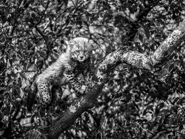 While filming for The Way of the Cheetah, photographer Beverly Joubert spotted one of the more adventurous of the four cheetah cubs playing on the branches of a tree, almost completely camouflaged by the leaves around it. Picture: Beverly Joubert/Vital Impacts