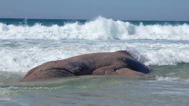 A whale washed up on the beach at North Stradbroke Island in 2012.