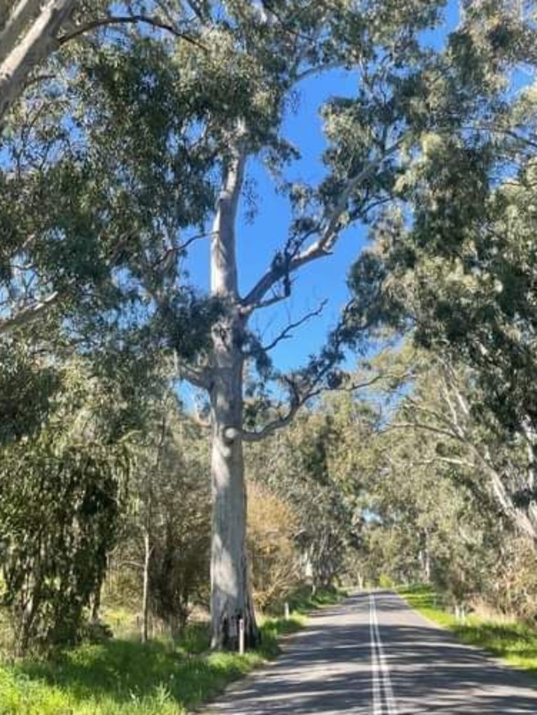 The tree before the road-widening project along Strathalbyn Rd. Picture: Supplied