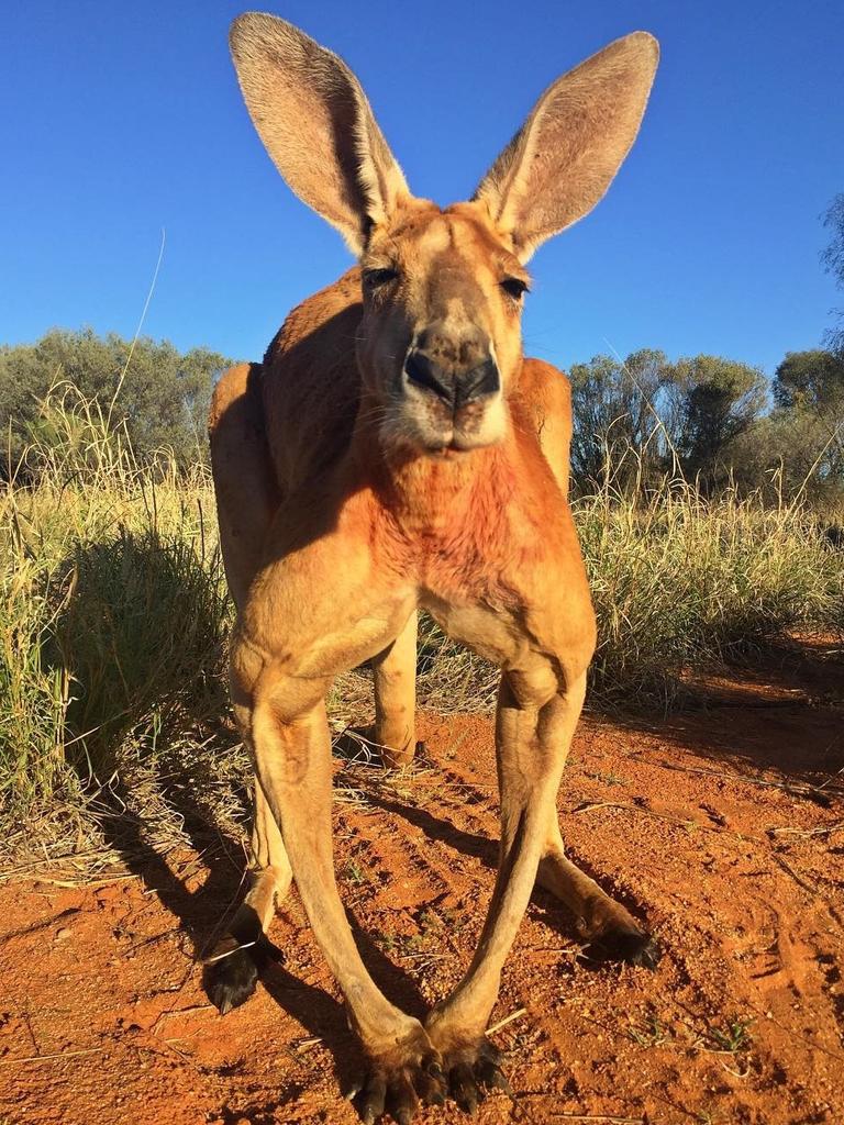 Roger at sunrise coming up to say hello. Picture: <a href="https://www.instagram.com/thekangaroosanctuary/" target="_blank">@thekangaroosanctuary/Instagram</a>