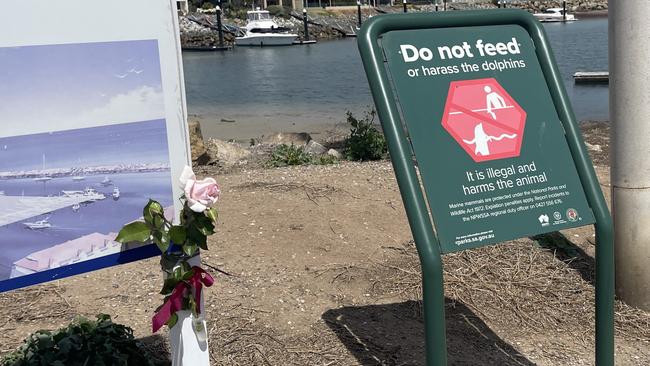 A single rose has been left in tribute for the elderly man who lost his life at the North Haven boat ramp on Saturday afternoon. Picture: Evangeline Polymeneas