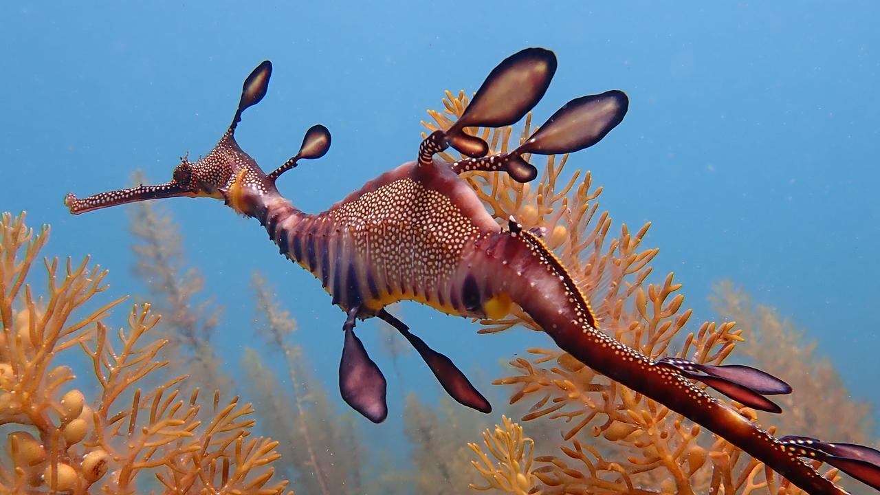 Port Phillip Bay: Victorian National Parks' Dragon Quest to save declining  weedy seadragon population | Geelong Advertiser