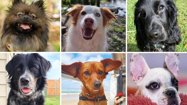 Vote for southeast Queensland’s cutest dog of 2023