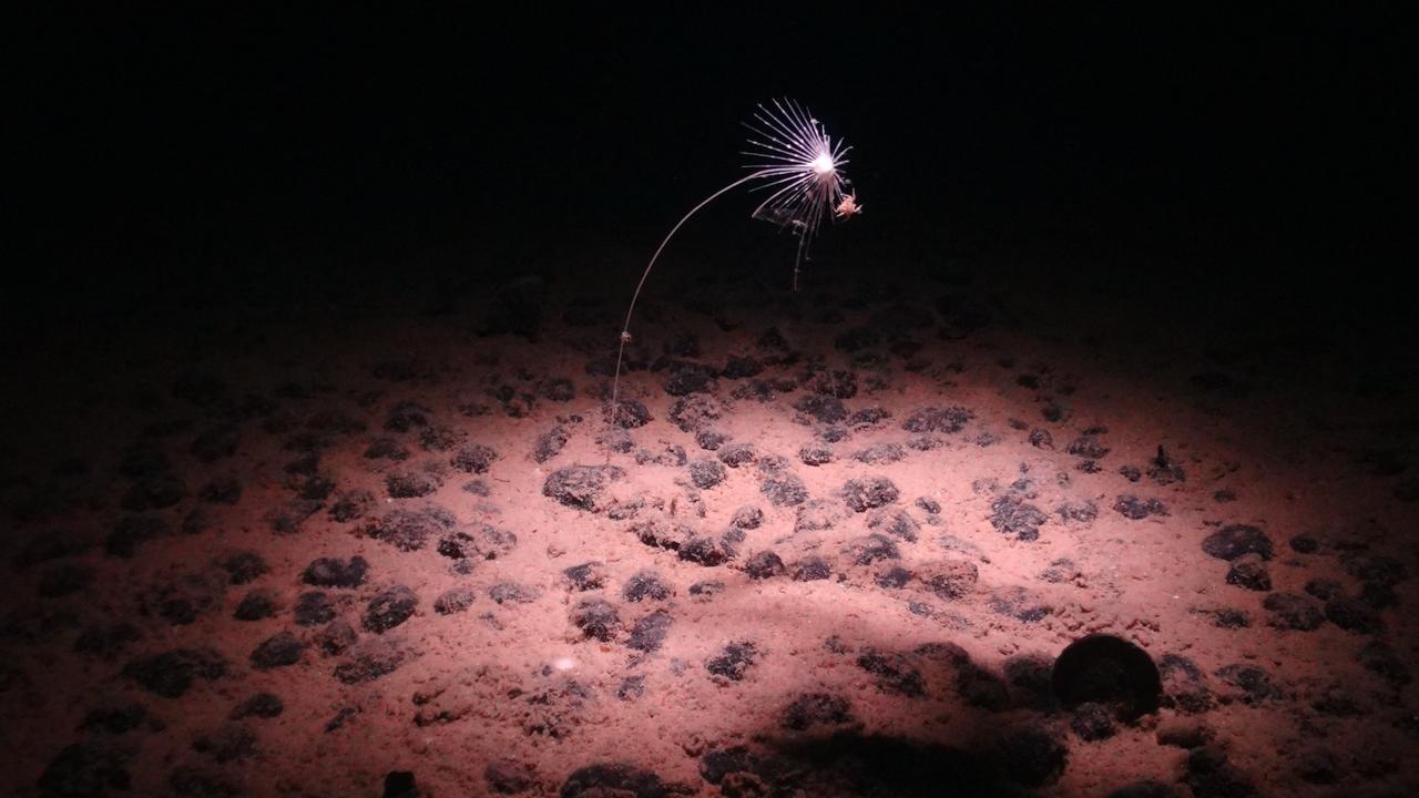 ‘No Recovery’: Expert Warns Again Major Impacts Of Deep Sea Mining ...