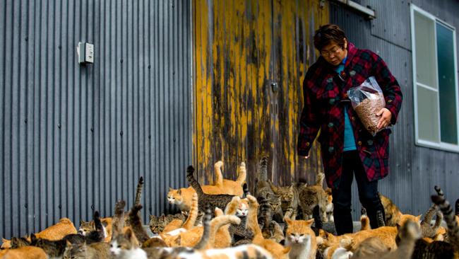 Cats crowd around village nurse and Ozu city official Atsuko Ogata as she carries a bag of cat food to the designated feeding place on Aoshima Island in Ehime prefecture in southern Japan February 25, 2015. An army of cats rules the remote island in southern Japan, curling up in abandoned houses or strutting about in a fishing village that is overrun with felines outnumbering humans six to one. Picture taken February 25, 2015. To match story JAPAN-CATS/ REUTERS/Thomas Peter (JAPAN - Tags: SOCIETY ANIMALS TRAVEL)