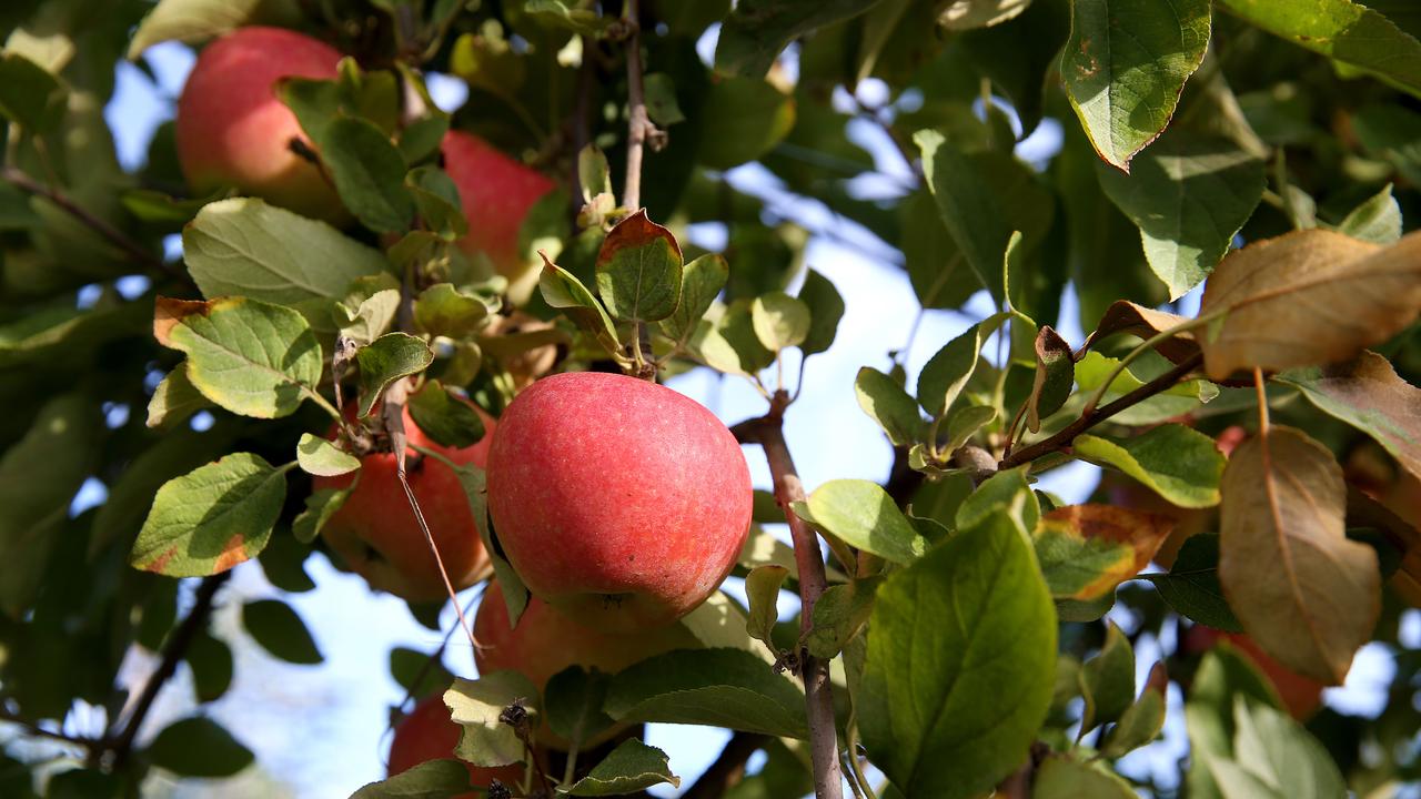 Photos of Bellevue apple orchards at Officer | The Weekly Times