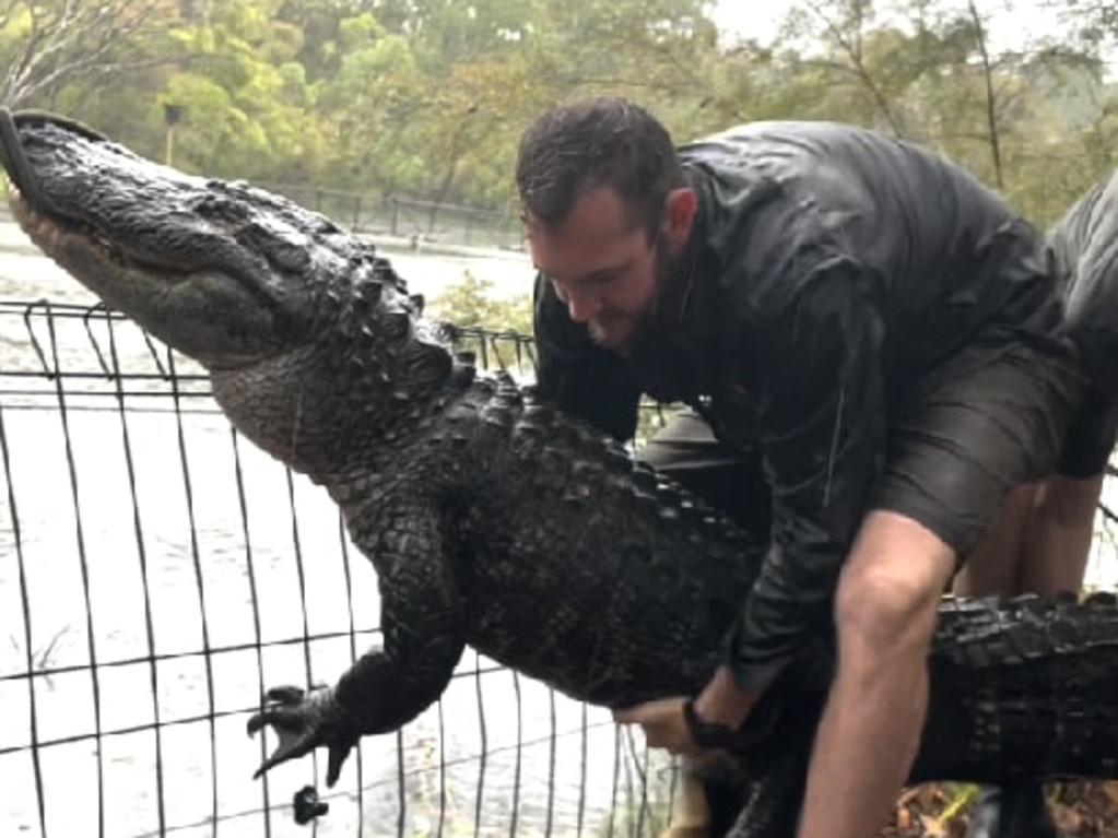 Alligator escapes enclosure, gets stuck between fences at Australian zoo