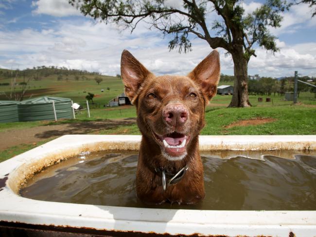 Ruby the red kelpie cools off in a bath on her farm outside of Tamworth, NSW. Ruby's Instagram page, which has thousands of followers, has raised thousands of dollars for drought relief. Pic Liam Driver