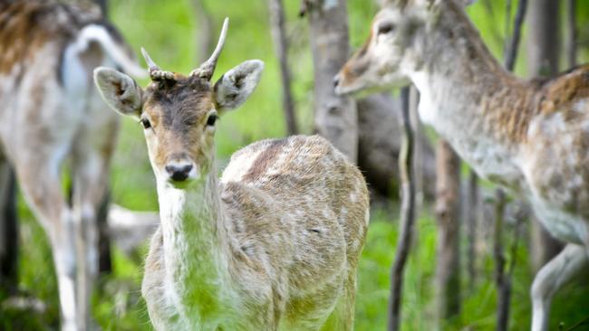 A large groups of feral deer in the Waite Conservation Reserve.