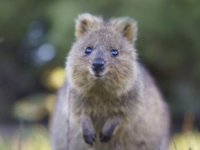 SA’s new Premier will be nobody’s quokka