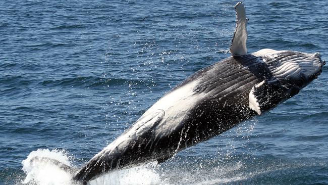 Baby Whale frolicking in the ocean.